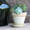 Transform Your Terracotta Pots